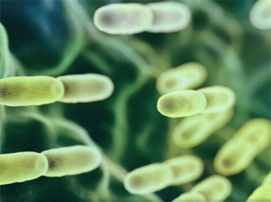 Close-up of green rod-shaped bacteria or microorganisms floating against a blurry background.